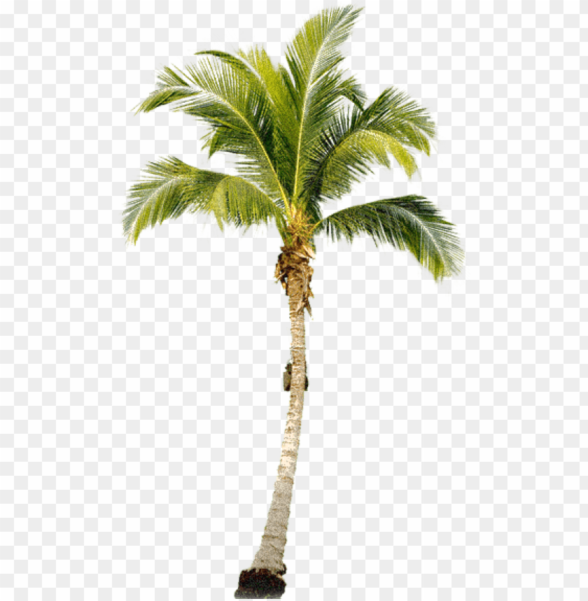 Detail Palm Tree Images Free Nomer 7