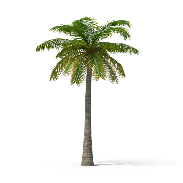 Detail Palm Tree Images Free Nomer 10
