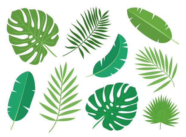 Palm Tree Leaf Clipart - KibrisPDR