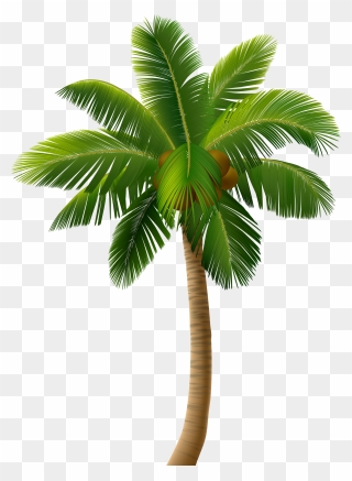 Detail Palm Tree Leaf Clipart Nomer 40