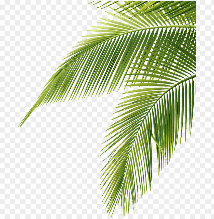 Palm Tree Leaf Png - KibrisPDR