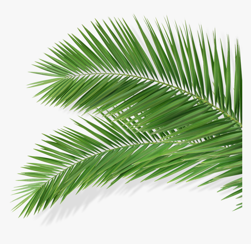 Detail Palm Tree Leaf Png Nomer 10