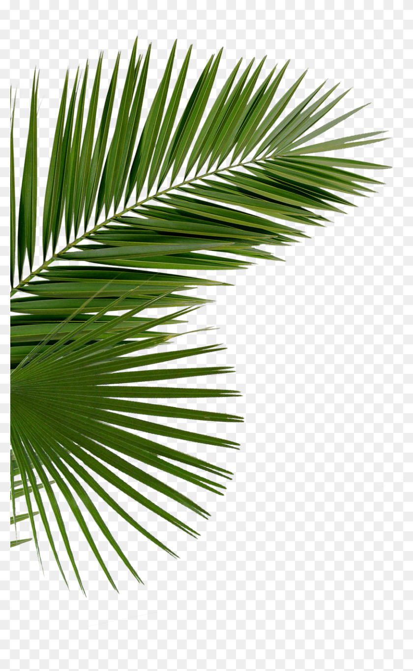 Detail Palm Tree Leaf Png Nomer 18