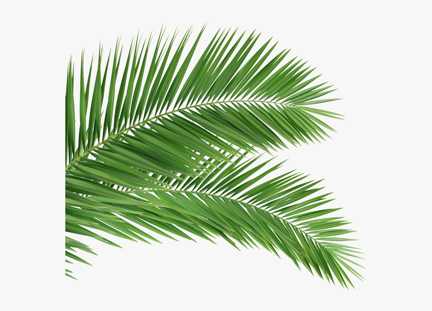 Detail Palm Tree Leaf Png Nomer 20