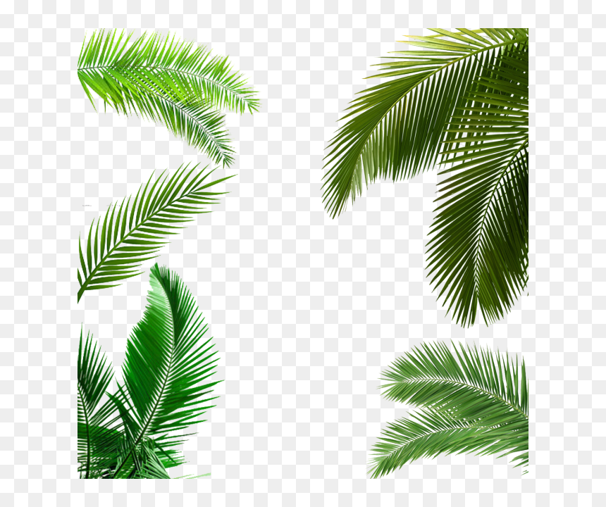 Detail Palm Tree Leaf Png Nomer 21