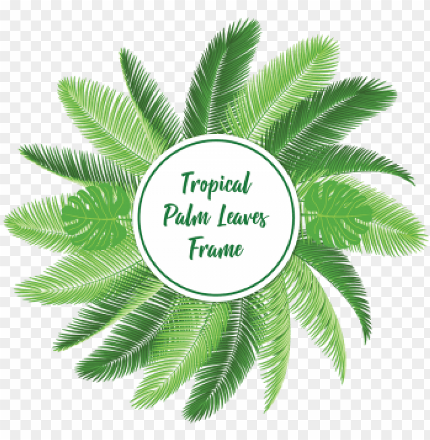 Detail Palm Tree Leaf Png Nomer 25