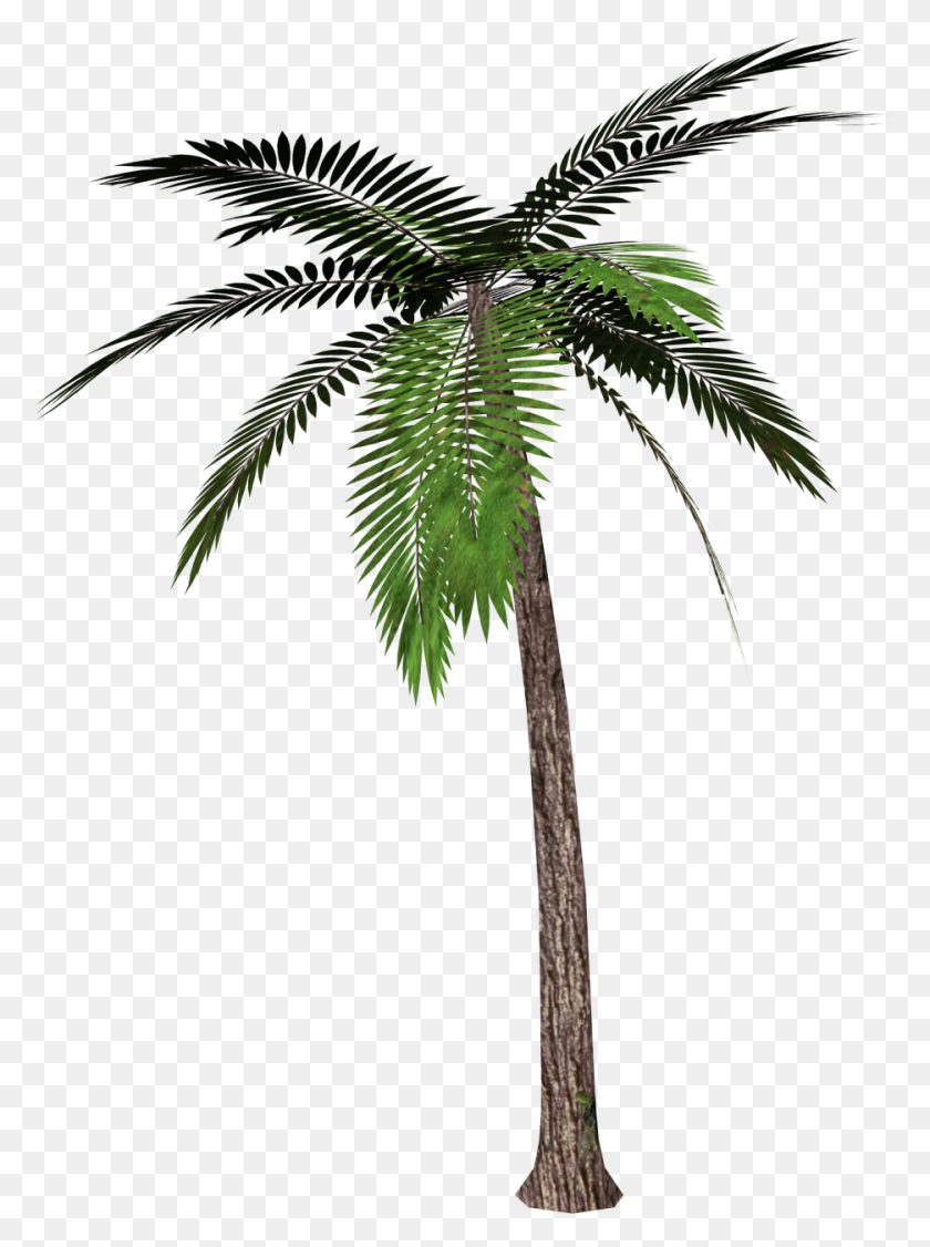 Detail Palm Tree Leaf Png Nomer 29