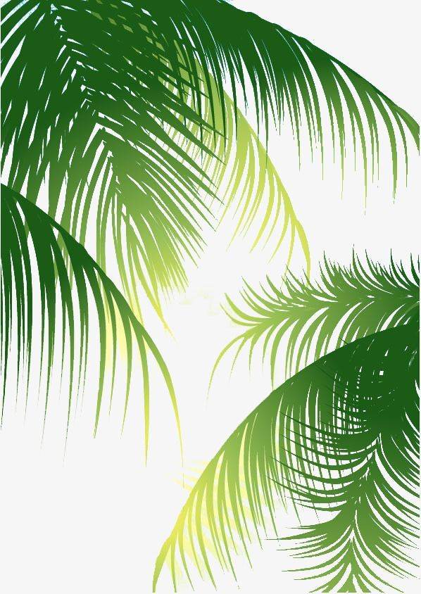 Detail Palm Tree Leaf Png Nomer 38