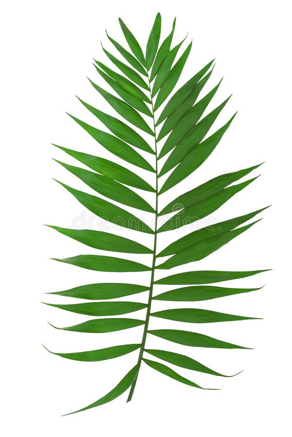 Detail Palm Tree Leaf Png Nomer 39