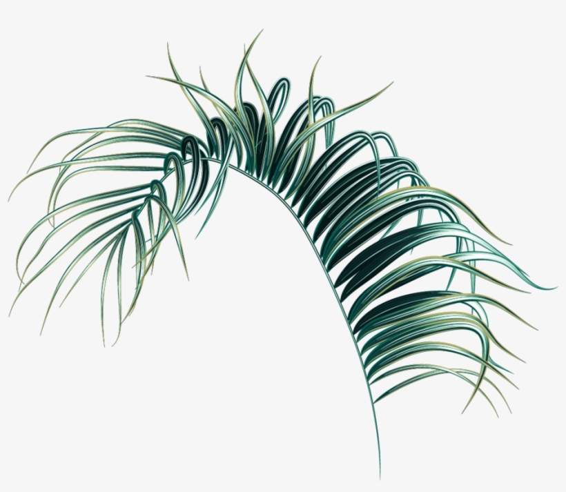 Detail Palm Tree Leaf Png Nomer 40