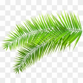 Detail Palm Tree Leaf Png Nomer 42