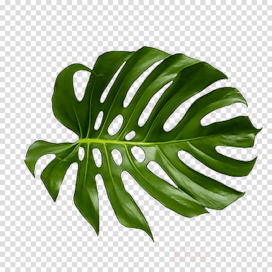 Detail Palm Tree Leaf Png Nomer 43