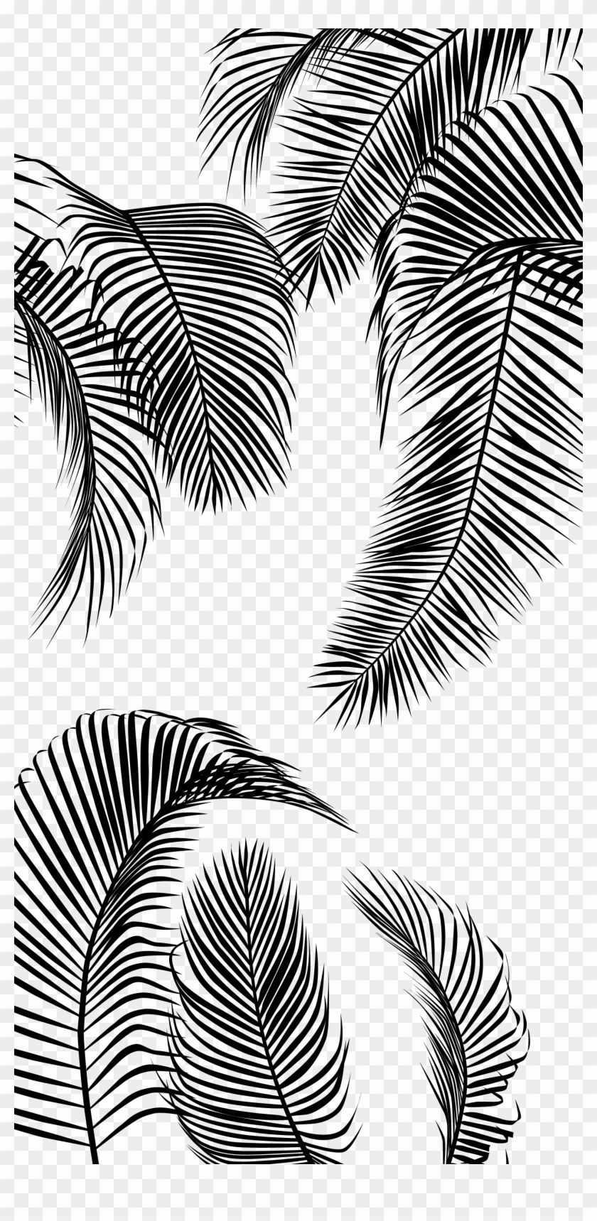 Detail Palm Tree Leaf Png Nomer 45