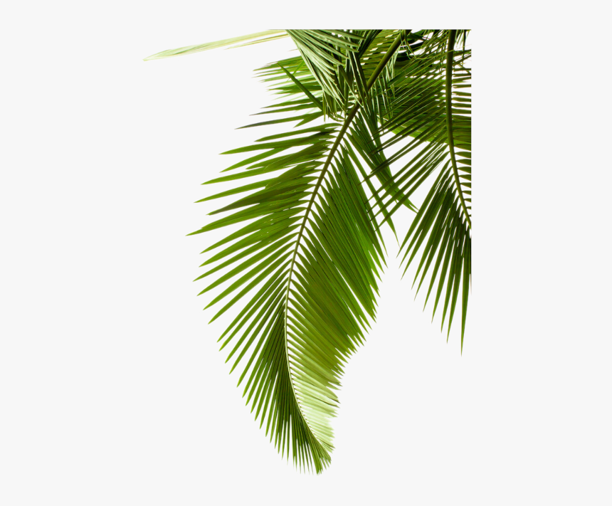 Detail Palm Tree Leaves Clipart Nomer 10