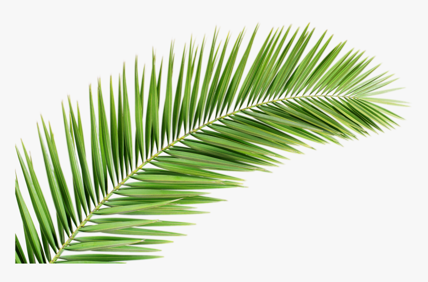 Detail Palm Tree Leaves Clipart Nomer 13