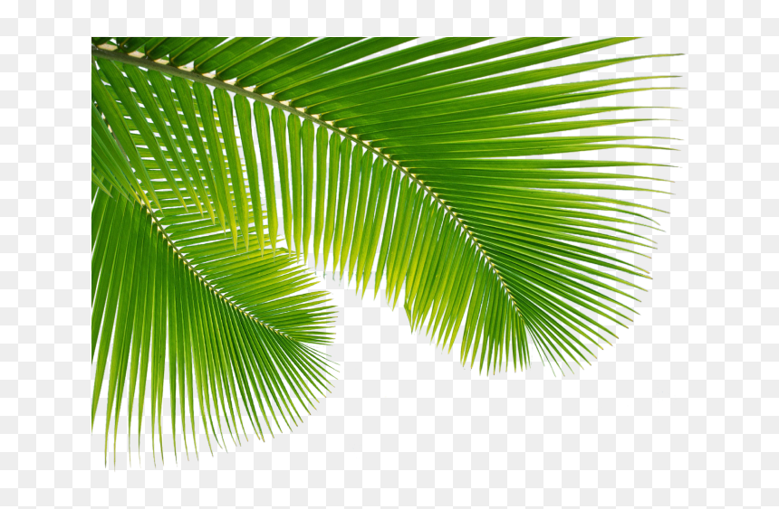 Detail Palm Tree Leaves Clipart Nomer 16