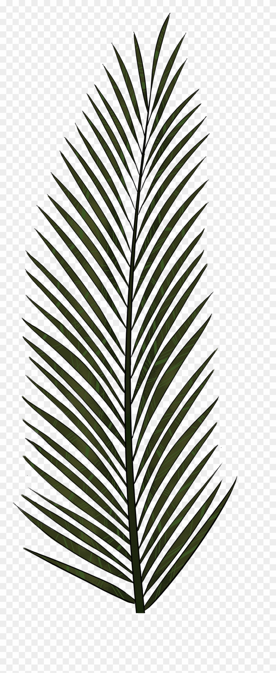 Detail Palm Tree Leaves Clipart Nomer 17