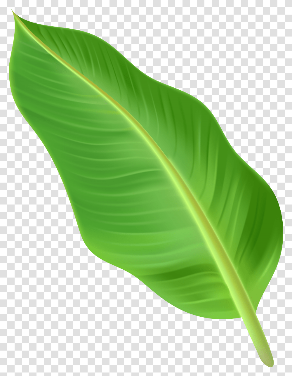 Detail Palm Tree Leaves Clipart Nomer 20