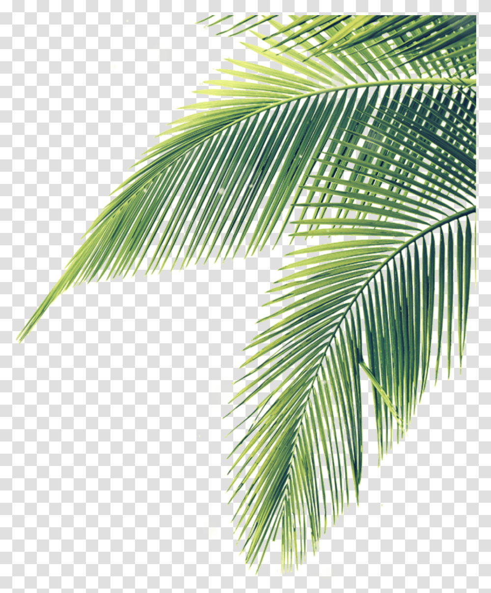 Detail Palm Tree Leaves Clipart Nomer 25