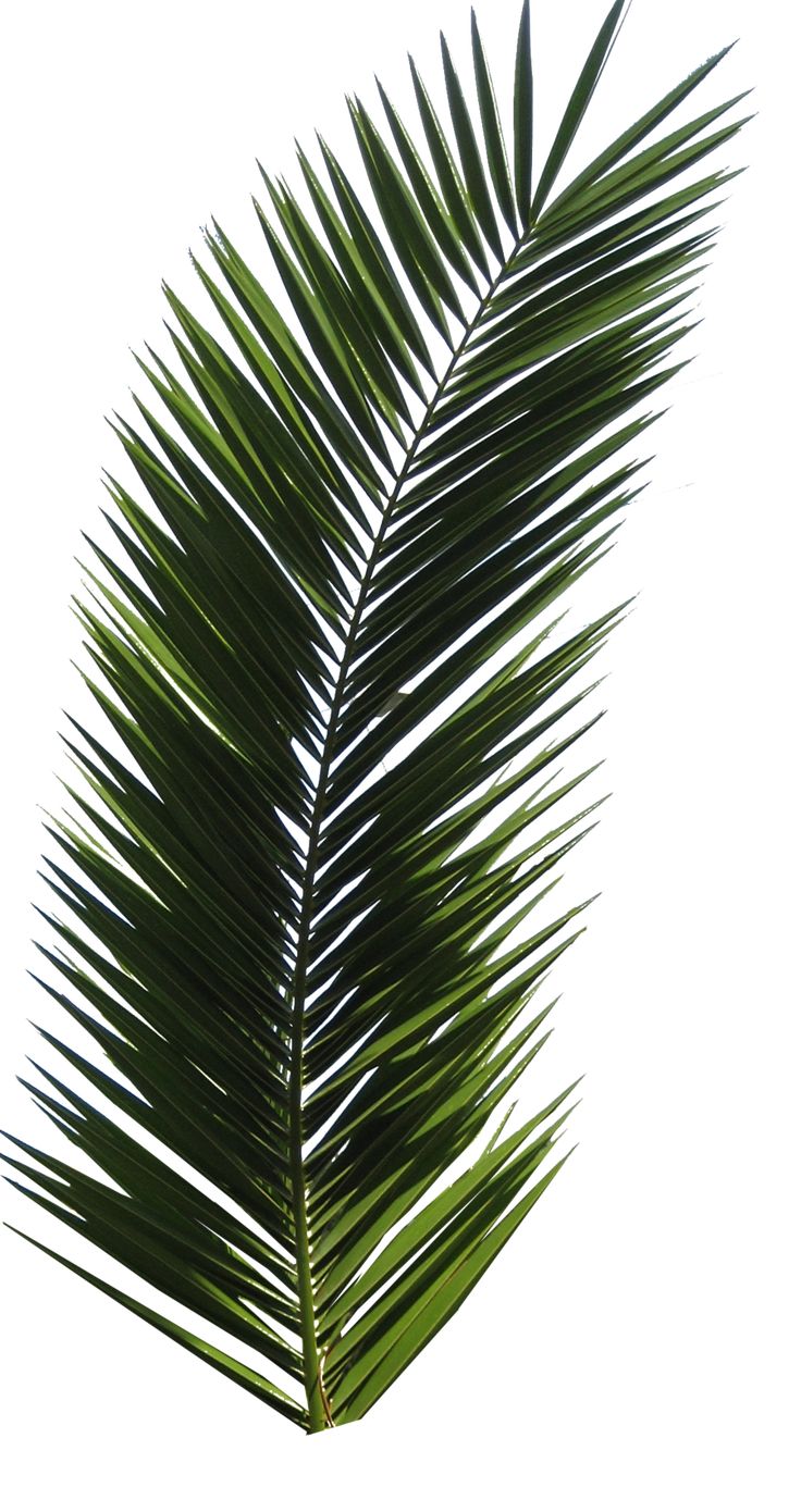 Detail Palm Tree Leaves Clipart Nomer 40