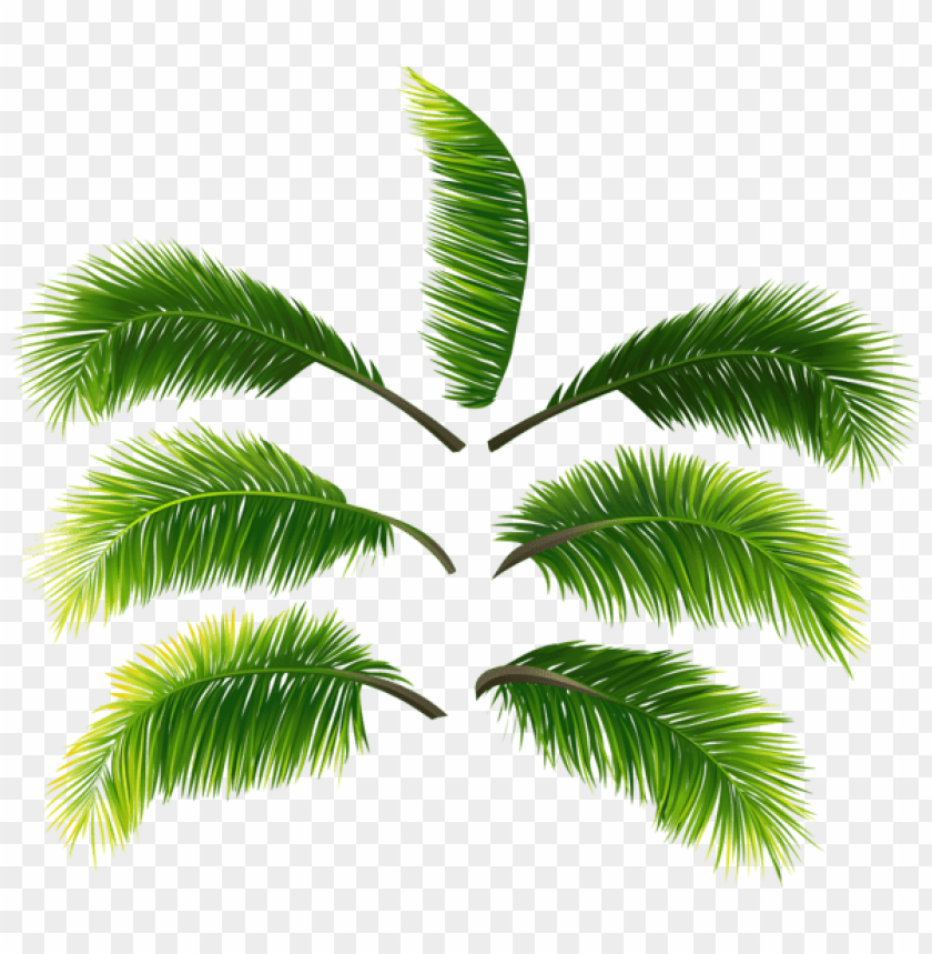 Detail Palm Tree Leaves Clipart Nomer 44