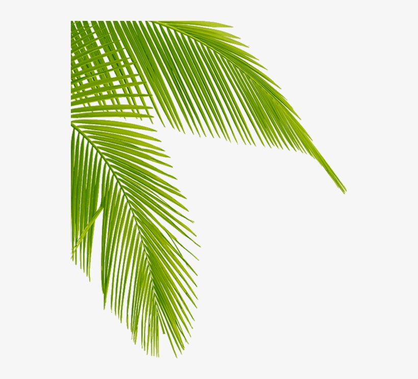 Detail Palm Tree Leaves Clipart Nomer 9