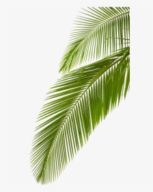 Detail Palm Tree Leaves Png Nomer 10