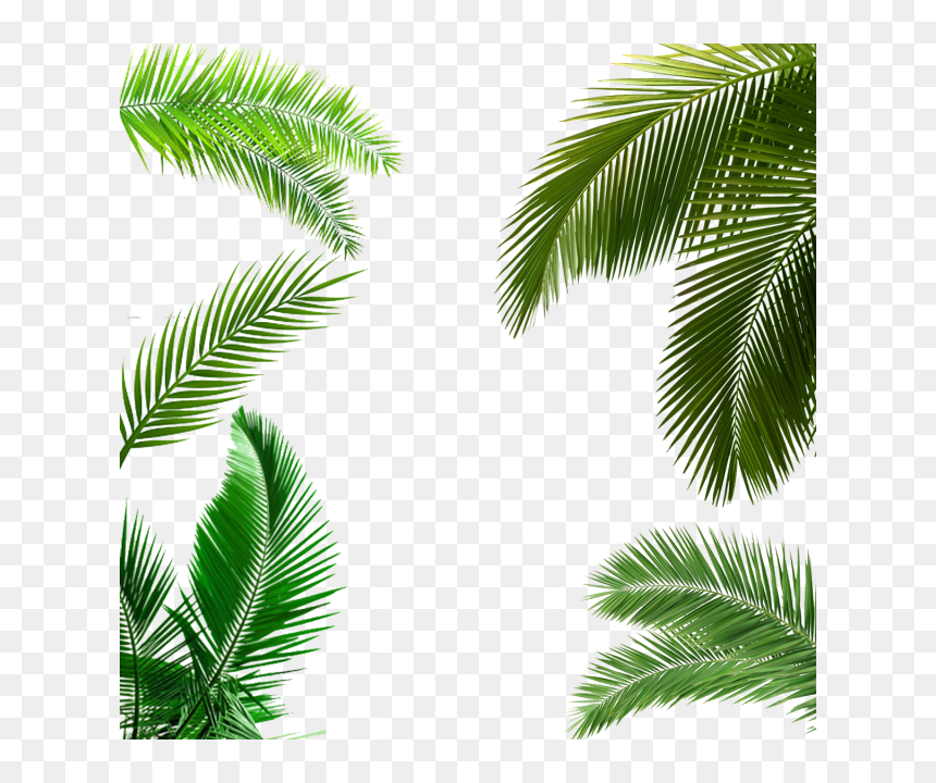 Detail Palm Tree Leaves Png Nomer 15