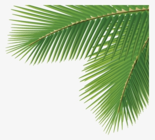 Detail Palm Tree Leaves Png Nomer 25