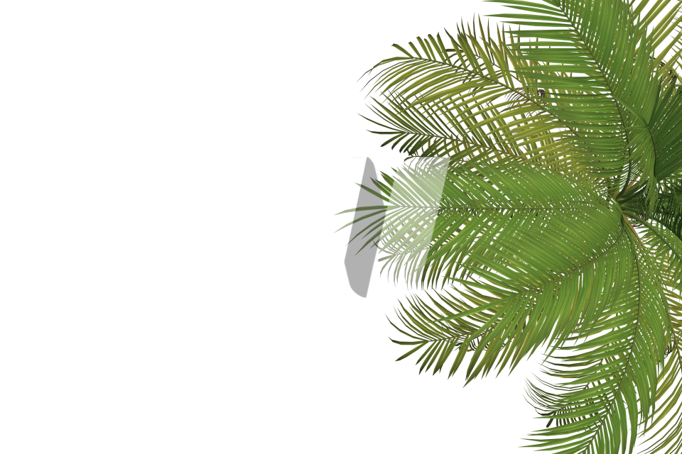 Detail Palm Tree Leaves Png Koleksi Nomer 26