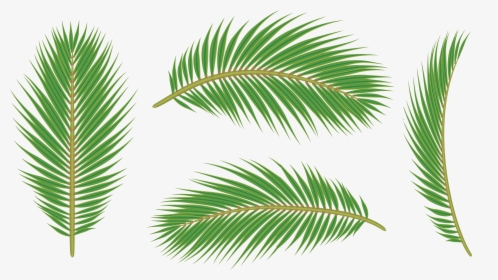 Detail Palm Tree Leaves Png Nomer 27