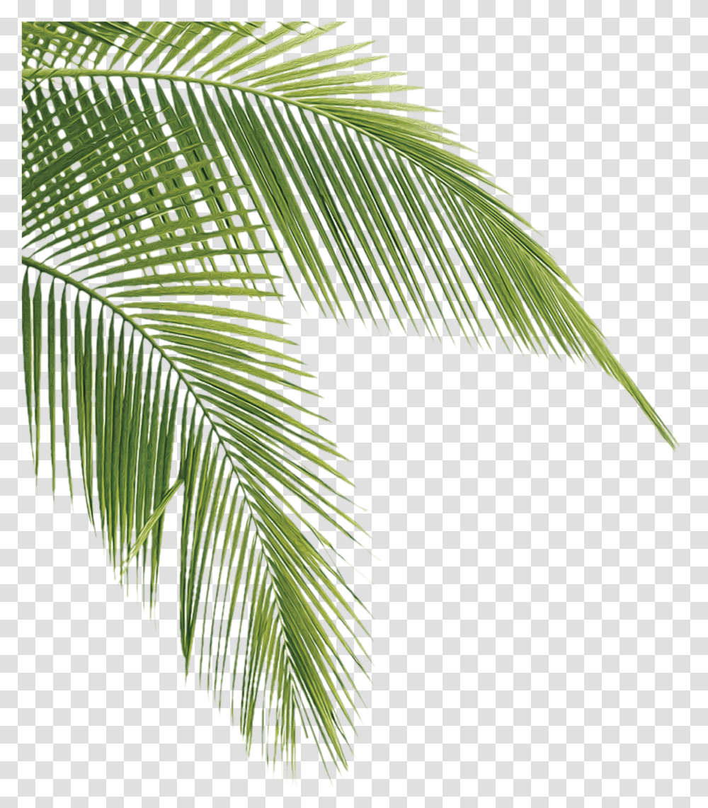 Detail Palm Tree Leaves Png Nomer 29