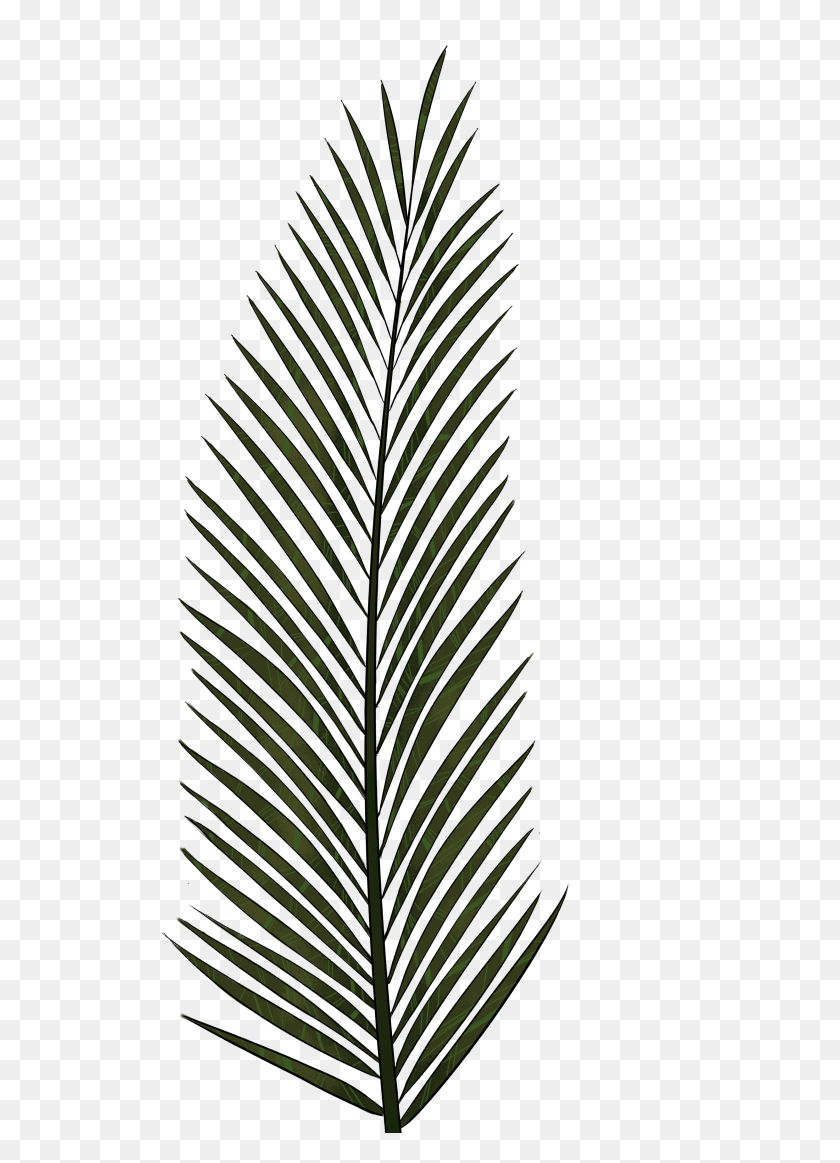 Detail Palm Tree Leaves Png Nomer 31