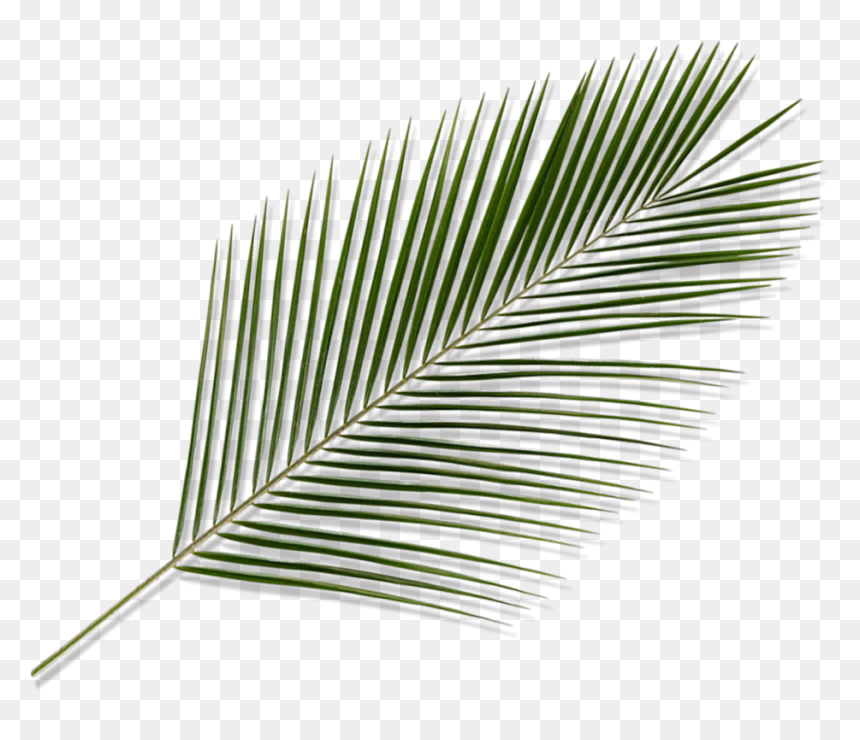 Detail Palm Tree Leaves Png Nomer 41
