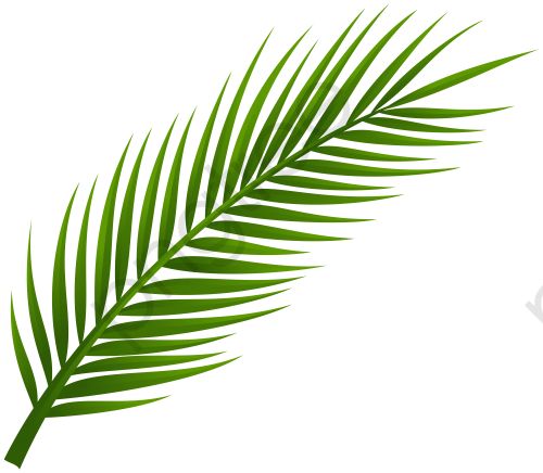 Detail Palm Tree Leaves Png Nomer 44