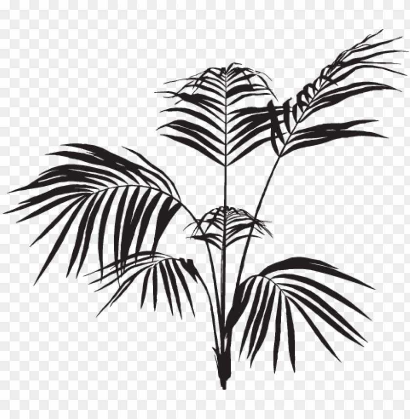 Detail Palm Tree Leaves Png Nomer 53