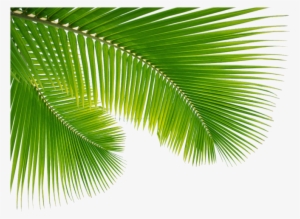 Detail Palm Tree Leaves Png Nomer 6