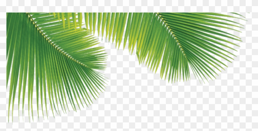 Detail Palm Tree Leaves Png Nomer 7