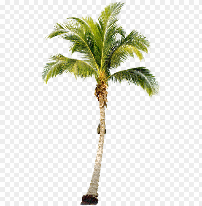 Detail Palm Tree No Background Nomer 4