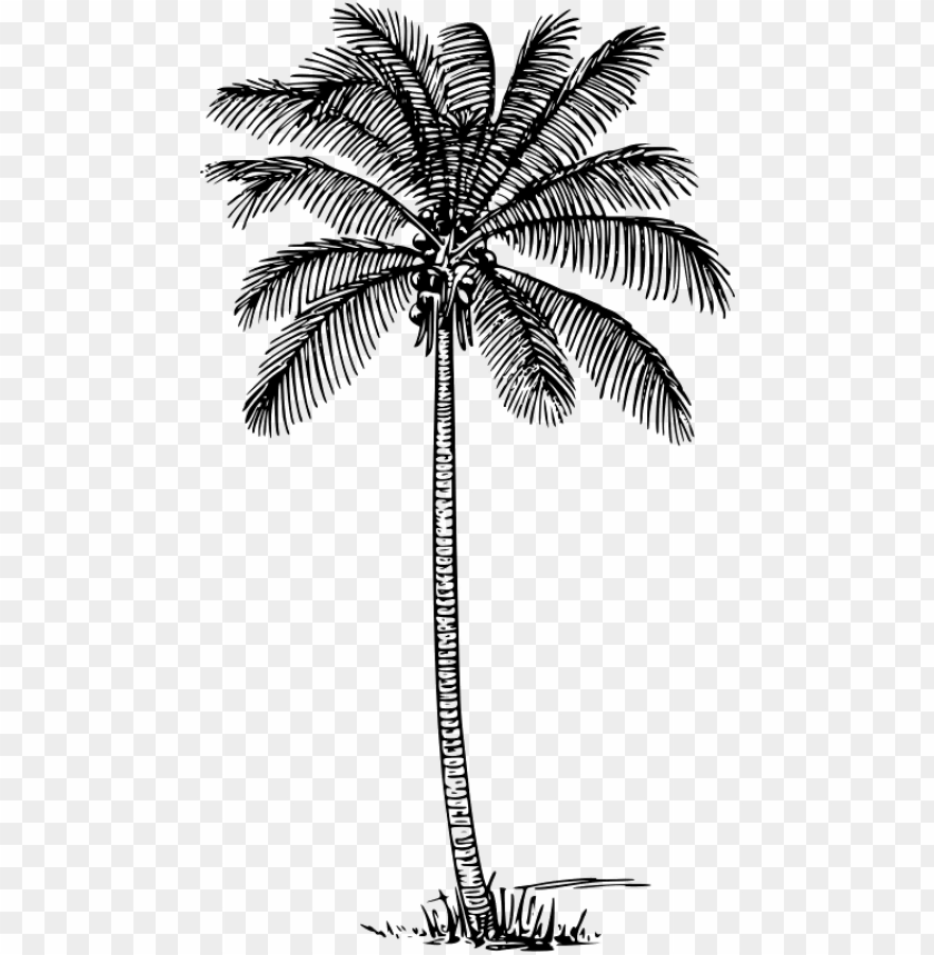 Detail Palm Tree Outline Png Nomer 22