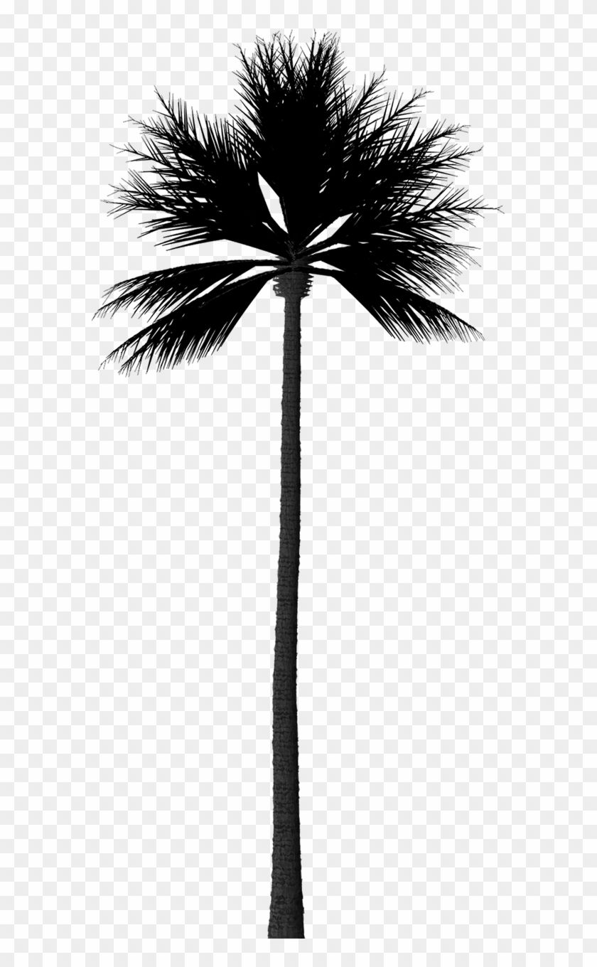 Detail Palm Tree Outline Png Nomer 30