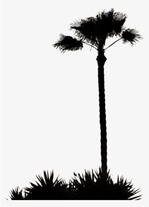 Detail Palm Tree Outline Png Nomer 34