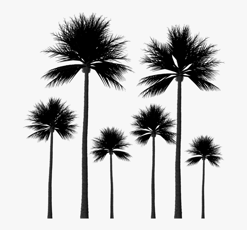 Detail Palm Tree Outline Png Nomer 52