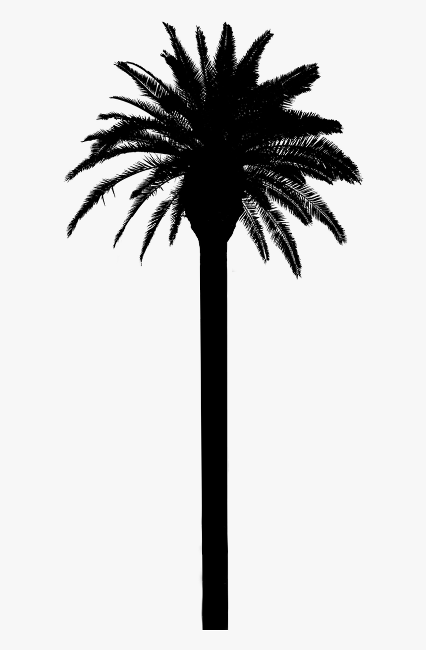 Detail Palm Tree Outline Png Nomer 56