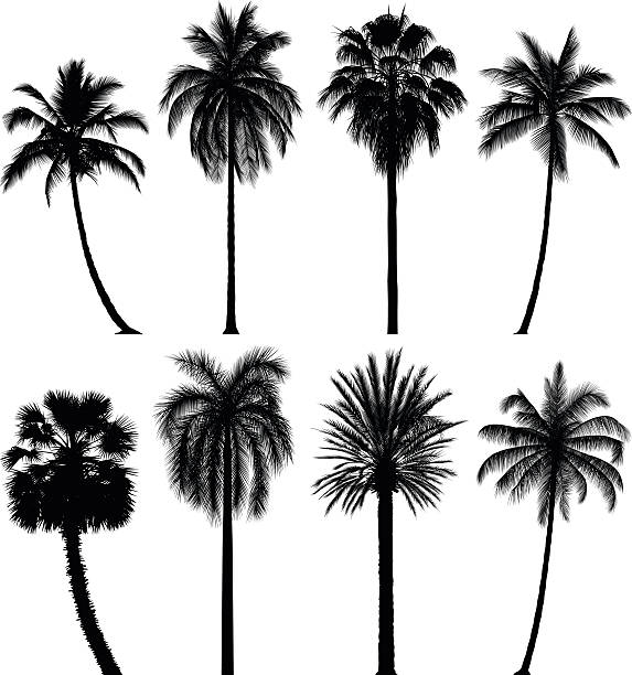 Detail Palm Tree Photoshop Brushes Nomer 14