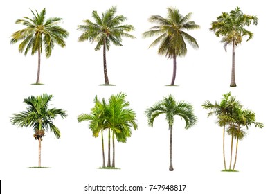 Detail Palm Tree Photoshop Brushes Nomer 40