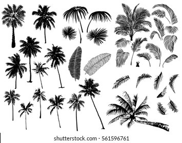 Detail Palm Tree Photoshop Brushes Nomer 55