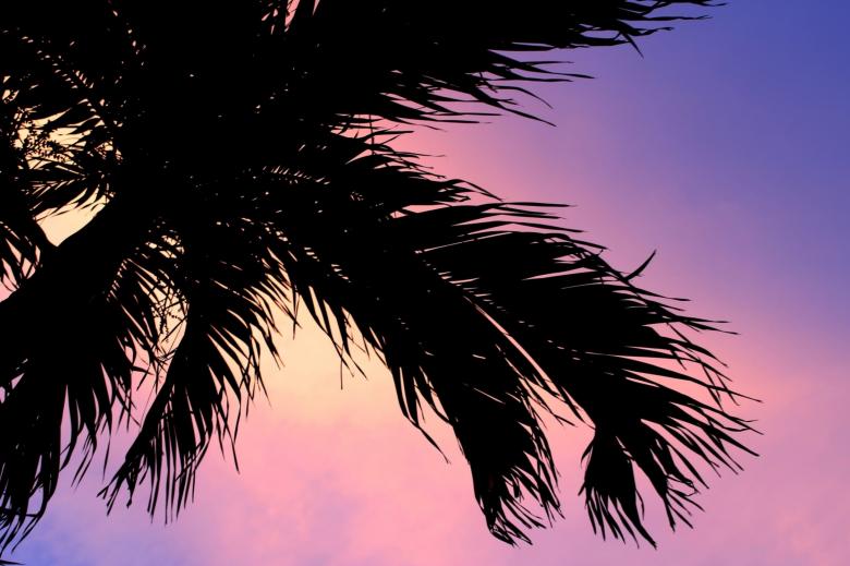 Detail Palm Tree Pics Free Nomer 20