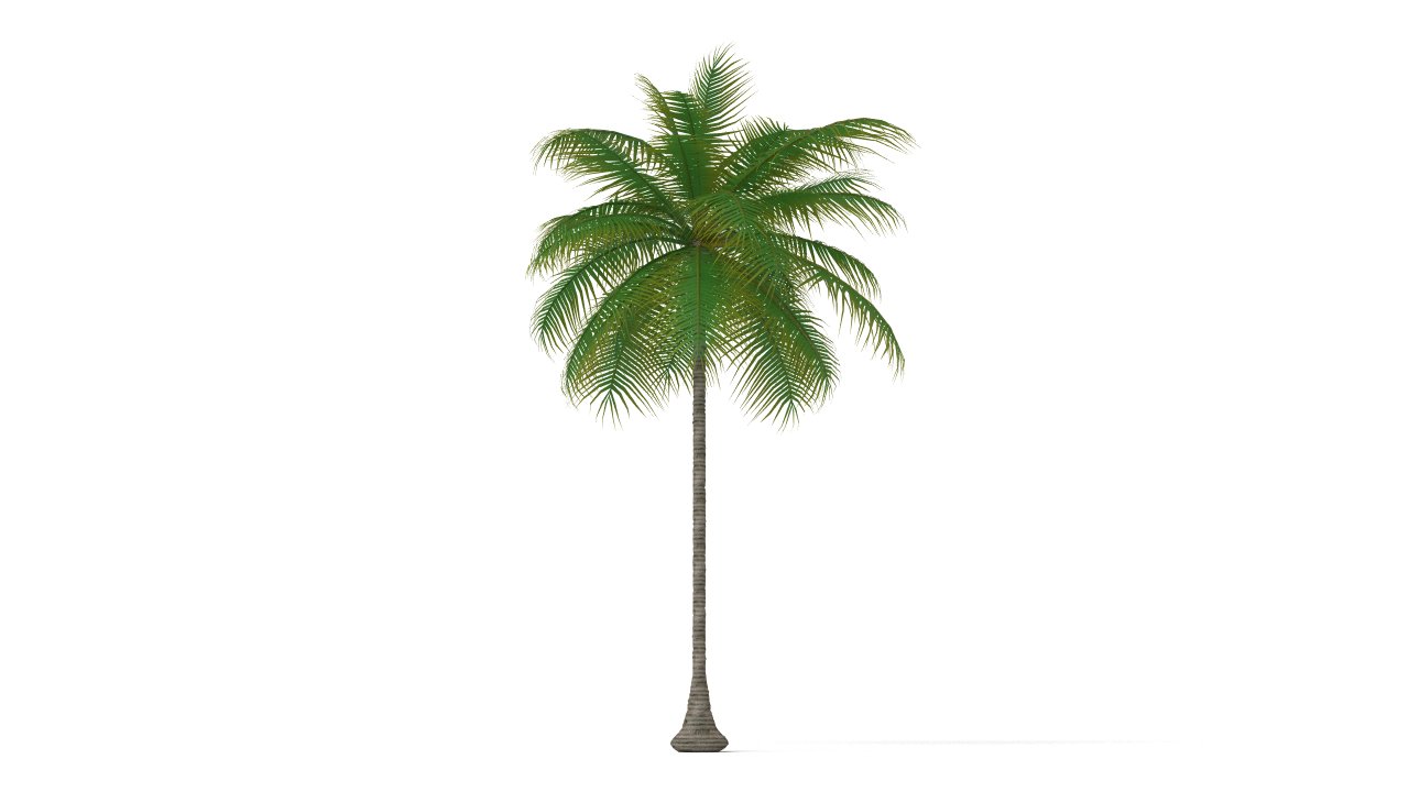 Detail Palm Tree Pics Free Nomer 30