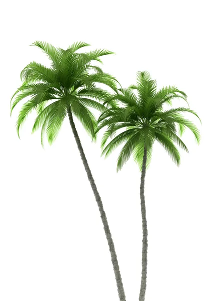 Detail Palm Tree Pics Free Nomer 44